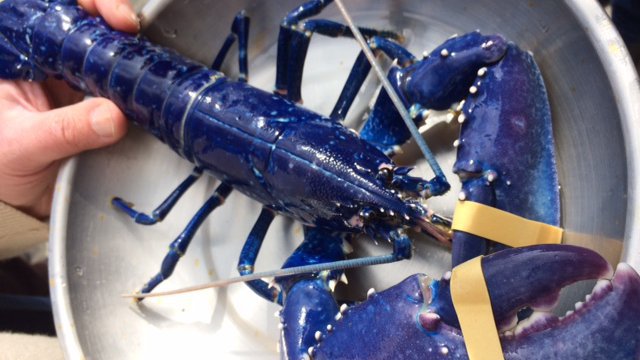 Bretagne : Le homard bleu est arrivé à Océanopolis