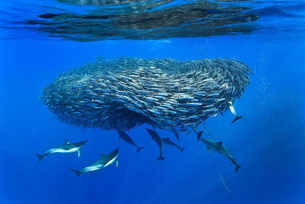 Les photos de mammifères marins de Christopher Swann