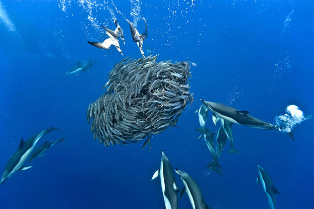 Blue jack mackerel and common dolphins (calonectris diomedea trachurus picturatus and delphinus delphis) Cory's sheerwaters and common dolphin preying on blue jack mackerel. Azores.