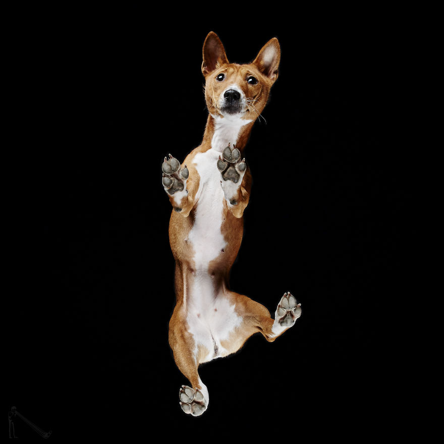 Under-dogs-des-photos-de-chiens-par-dessous-par-Andrius-Burba-12