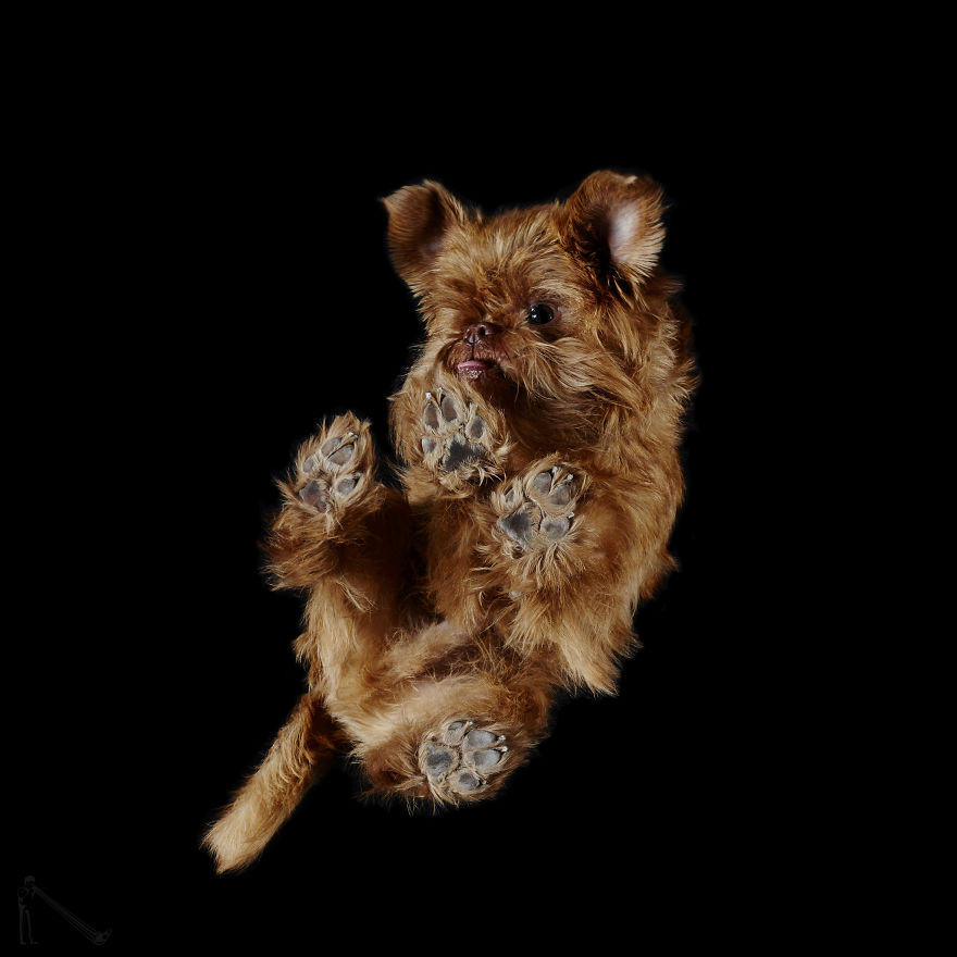 Under-dogs-des-photos-de-chiens-par-dessous-par-Andrius-Burba-13