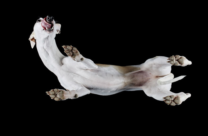 Under dogs – des photos de chiens par dessous