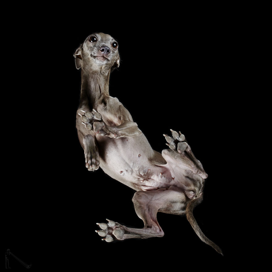 Under-dogs-des-photos-de-chiens-par-dessous-par-Andrius-Burba-7