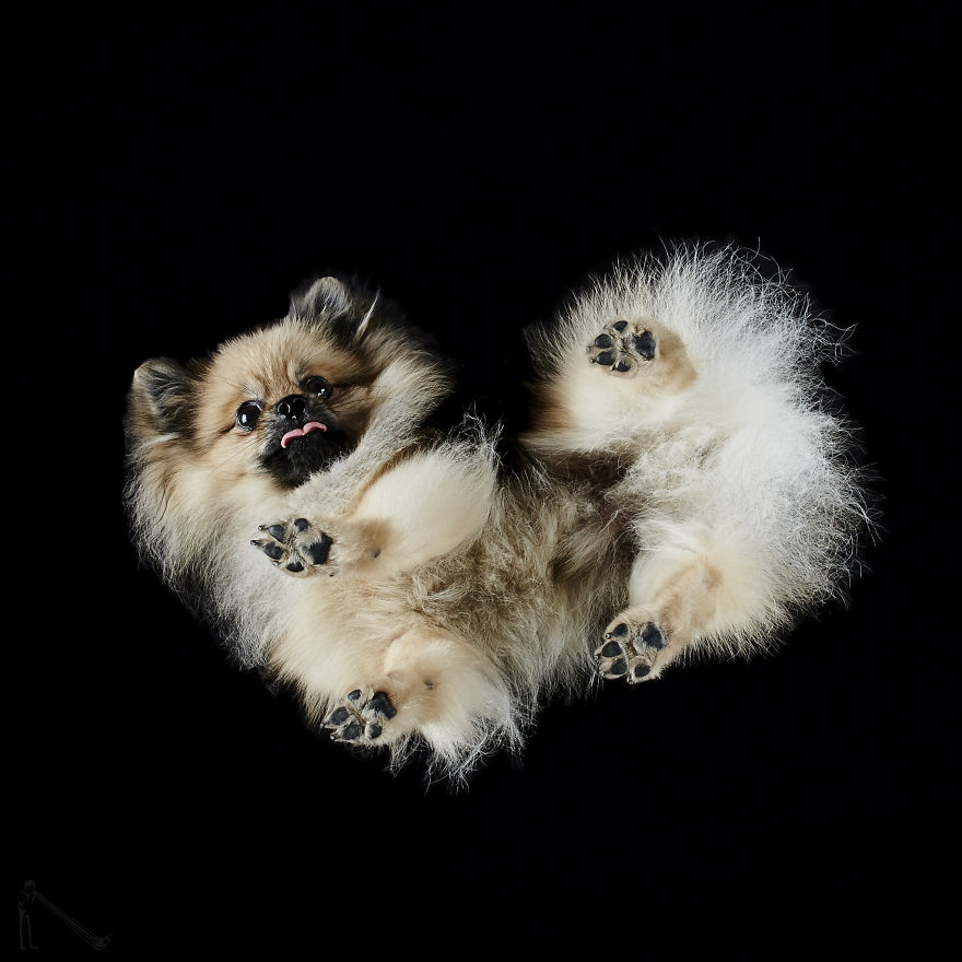 Under-dogs-des-photos-de-chiens-par-dessous-par-Andrius-Burba-9