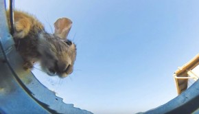 water-bucket-camera-thirsty-animals-field-lab-fb2__700-png