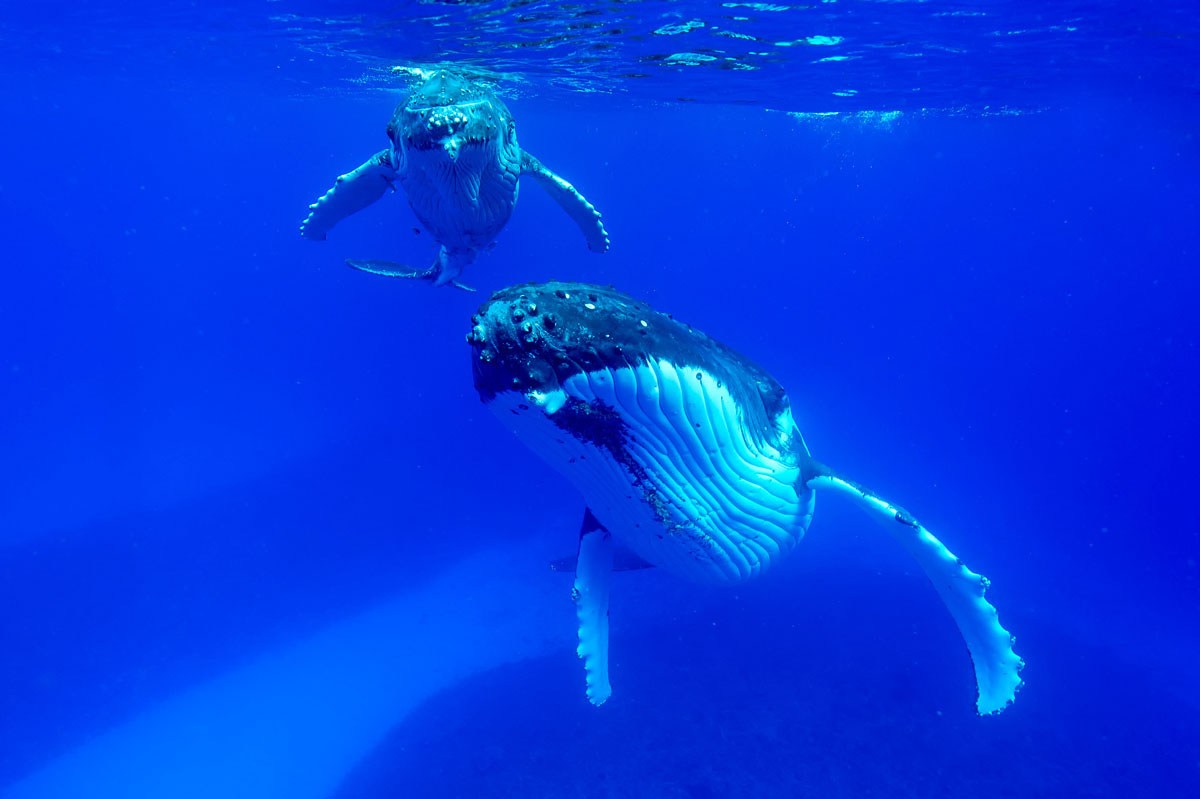 whalesdolphins3