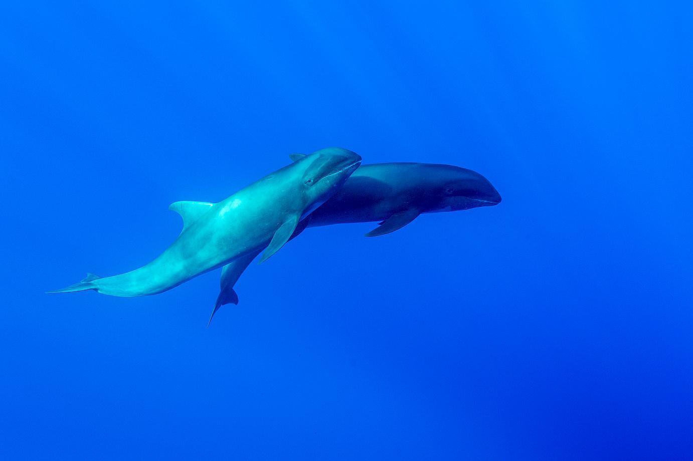 whalesdolphins5