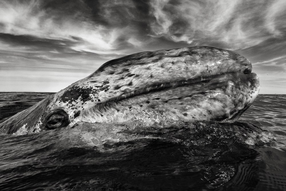 Gray whale (eschrichtius robustus) A gray whale head appears out of the water.