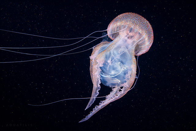 Les créatures du fond des océans par Alexander Semenov