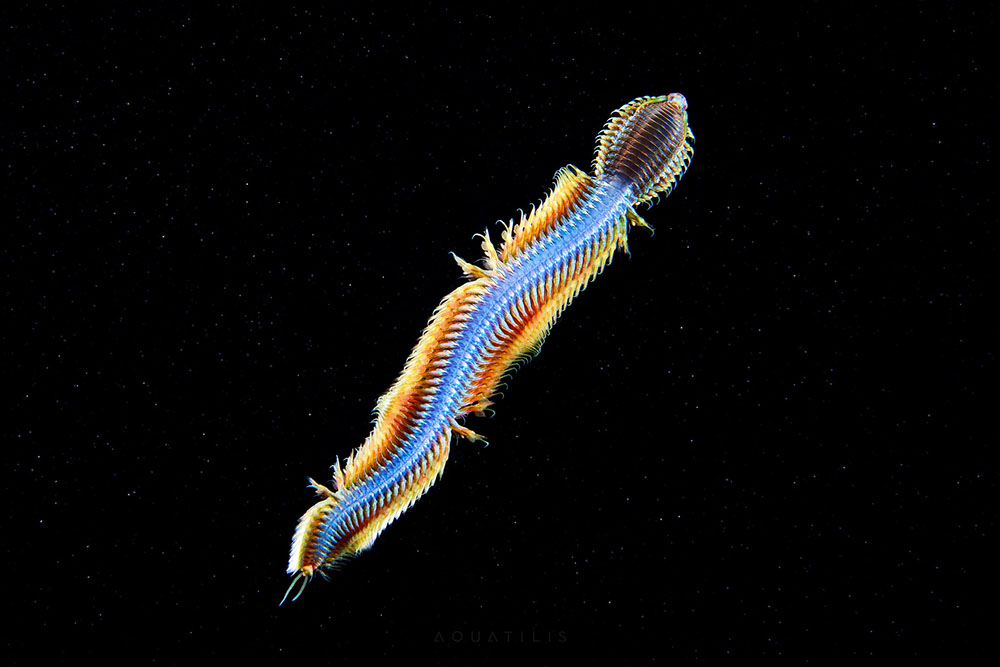 Les-creatures-du-fond-des-oceans-par-Alexander-Semenov-3