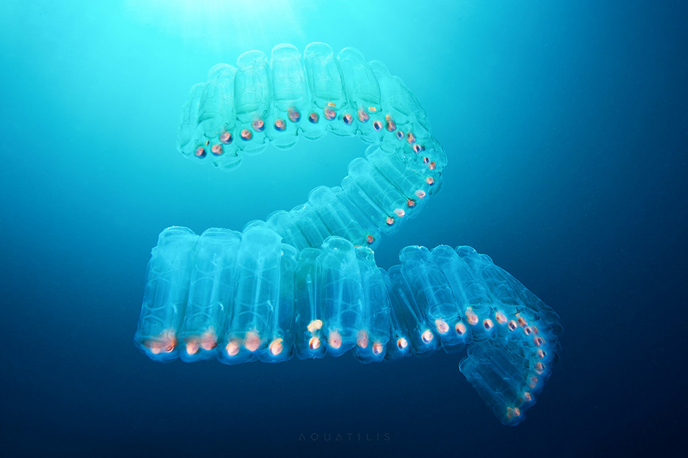 Les-creatures-du-fond-des-oceans-par-Alexander-Semenov-6