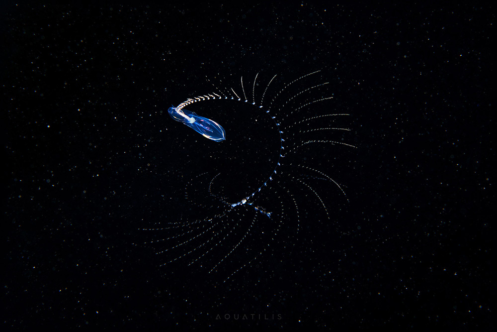 Les-creatures-du-fond-des-oceans-par-Alexander-Semenov-8