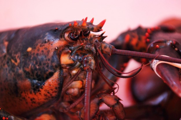 Une américaine offensée par une photo de son homard prise par un employé de l’aéroport