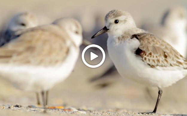 buzz du web : Des oiseaux rares