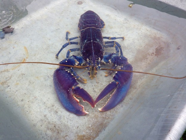 Normandie : Un plaisancier pêche un homard bleu