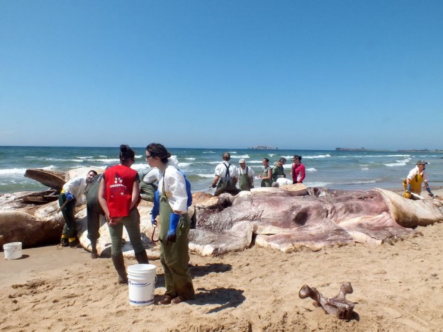 Deux baleines rares échouées aux Îles