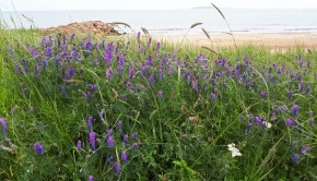 Herbe multicolore