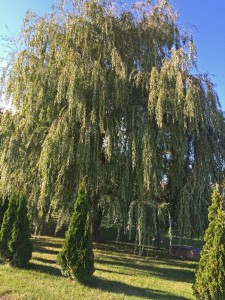 arbre à ombre