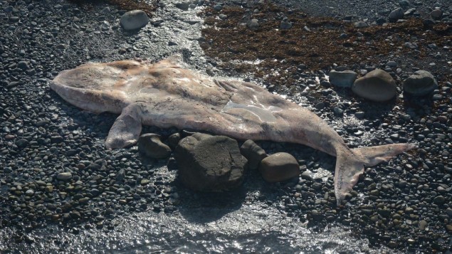 Le fédéral promet de sauver les baleines noires : « aucune option n’est écartée »