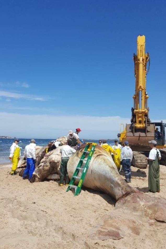 baleines-noires-carcasses-necropsie-iles-madeleine-corfu