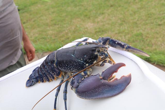 grandcamp-maisy-le-plaisancier-peche-un-homard-bleu_5