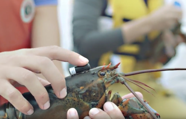 Homard et aquaculture : Étude des interactions sur la côte est du Canada