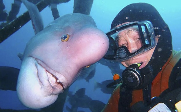 Pour une 25e année, ce plongeur japonais visite son meilleur ami le poisson