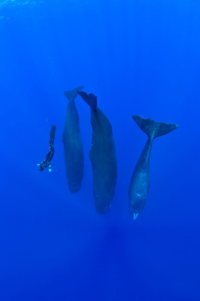sperm-whales-sleep-franco-banfi-10-5968932e381b8__700