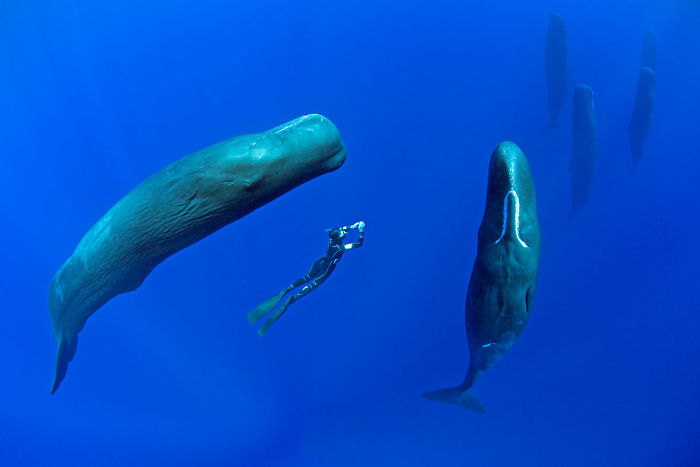 sperm-whales-sleep-franco-banfi-2-5968931f1da2a__700