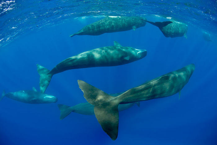 sperm-whales-sleep-franco-banfi-4-59689322e5dd4__700