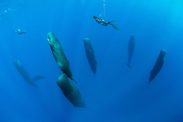 Les rares images d’un banc de baleines endormies