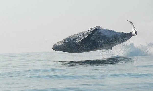 Une baleine à bosse saute totalement hors de l’eau