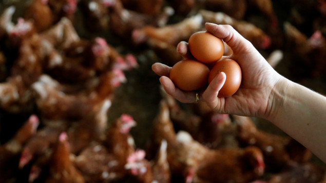 Les œufs au cœur d’un débat entre producteurs locaux et grandes chaînes