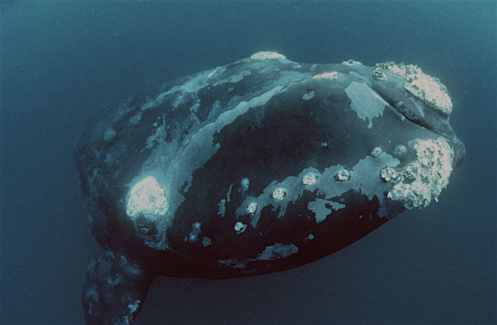 Dossier de l’heure : 13 à 15 baleines noires mortes et des mesures mises en place pour la protection de l’espèce