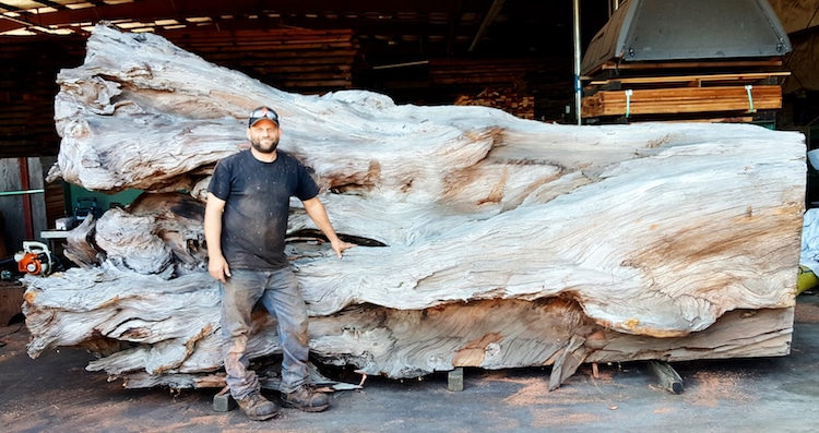 une-fabuleuse-sculpture-de-pieuvre-dans-un-tronc-de-sequoia-par-Jeffrey-Michael-Samudosky-3