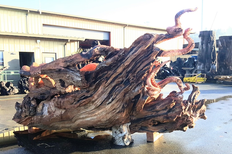 une-fabuleuse-sculpture-de-pieuvre-dans-un-tronc-de-sequoia-par-Jeffrey-Michael-Samudosky-4