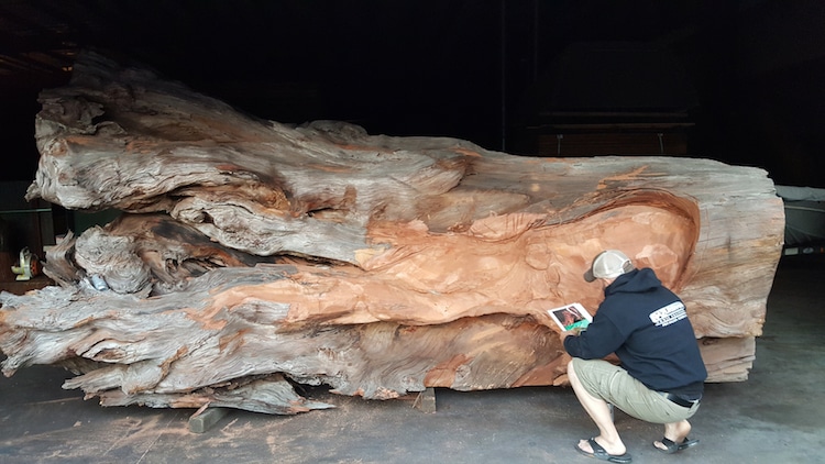 une-fabuleuse-sculpture-de-pieuvre-dans-un-tronc-de-sequoia-par-Jeffrey-Michael-Samudosky-5