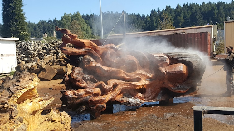 une-fabuleuse-sculpture-de-pieuvre-dans-un-tronc-de-sequoia-par-Jeffrey-Michael-Samudosky-8