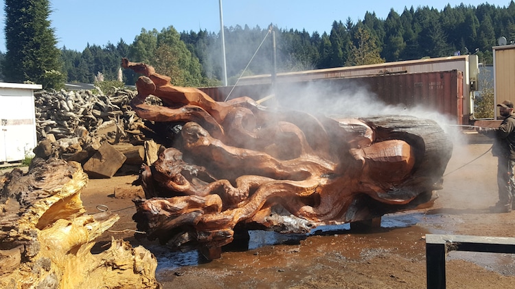une-fabuleuse-sculpture-de-pieuvre-dans-un-tronc-de-sequoia-par-Jeffrey-Michael-Samudosky-8
