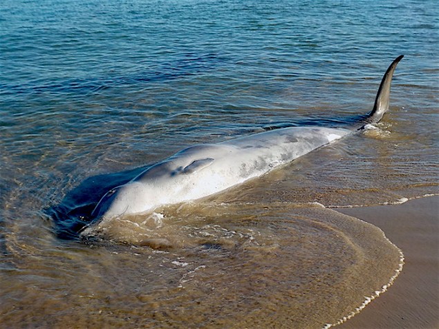 Des baleines à bec, espèce rarissime, s’échouent aux Îles