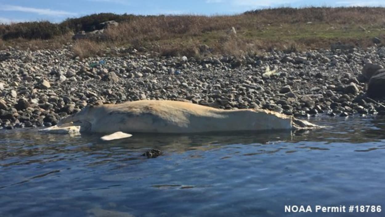 Une 16e baleine noire trouvée morte au large de Cape Cod