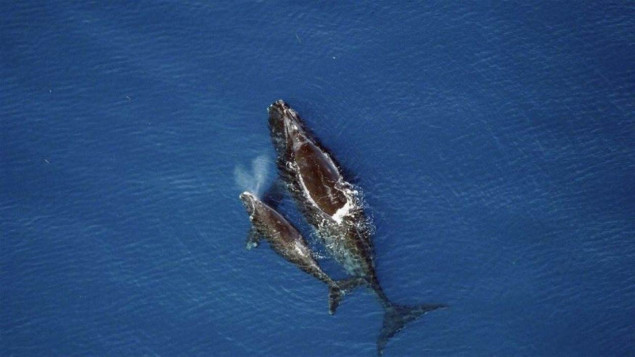 Les changements climatiques bouleversent la baleine noire