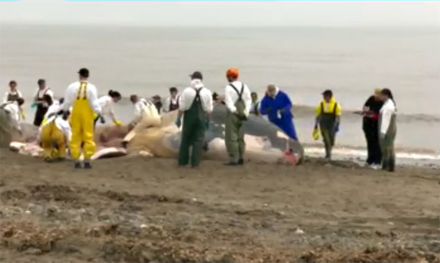 Des facteurs humains responsables de la mort des baleines noires dans le golfe