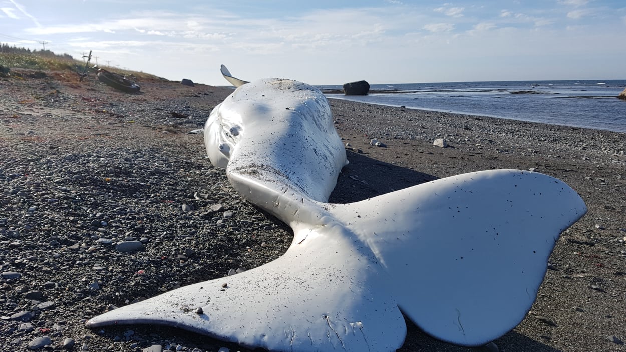 Matane : Un béluga s’échoue à Saint-Ulric