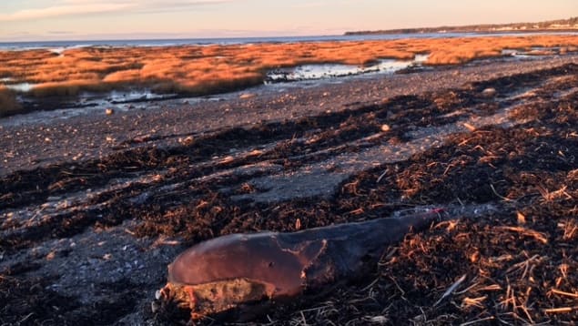 Une autre mauvaise année pour les bélugas du Saint-Laurent