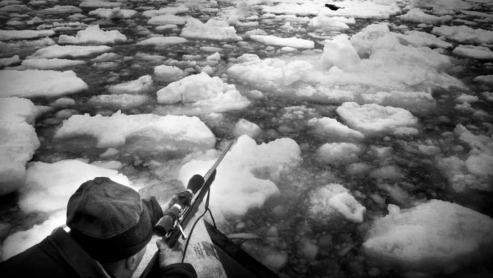 La chasse au phoque sous l’angle du chasseur