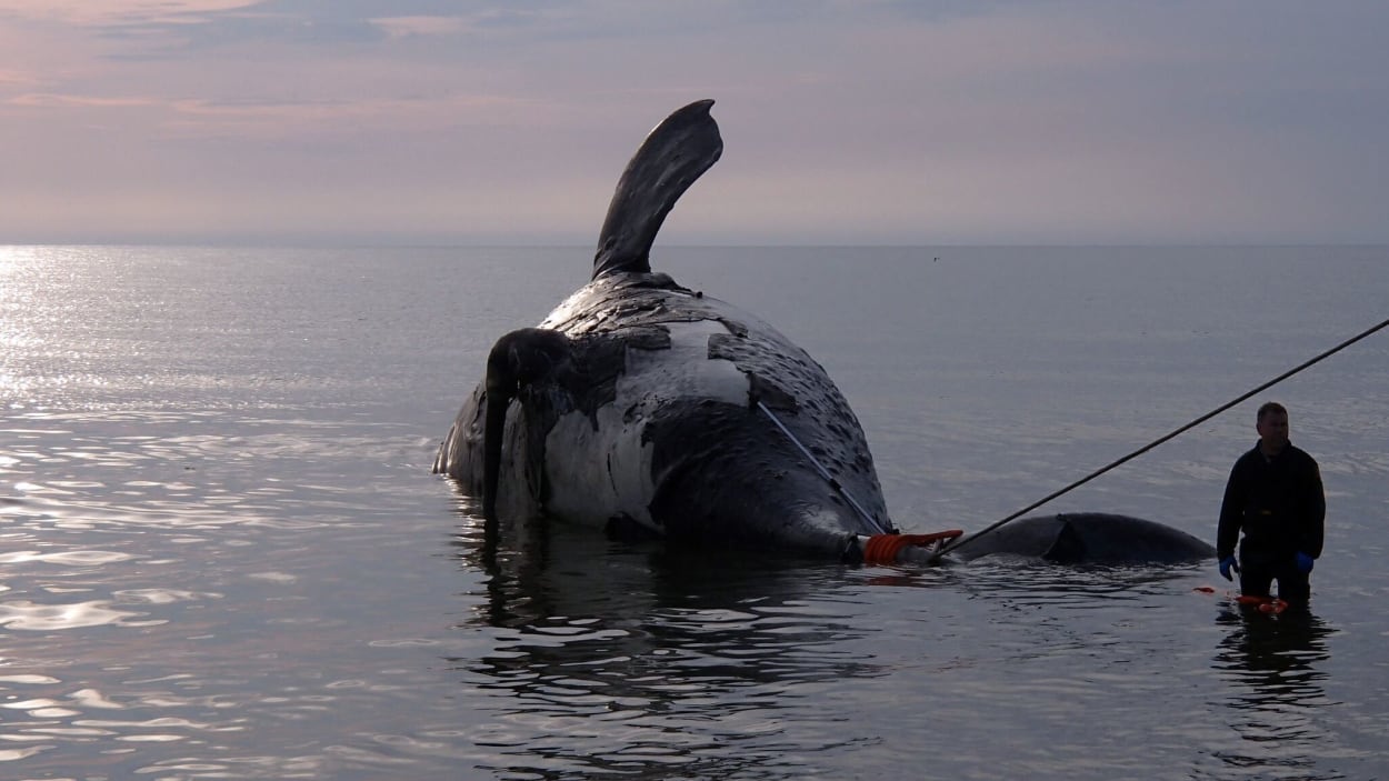 La mort de baleines noires à l’ordre du jour d’une conférence scientifique à Halifax