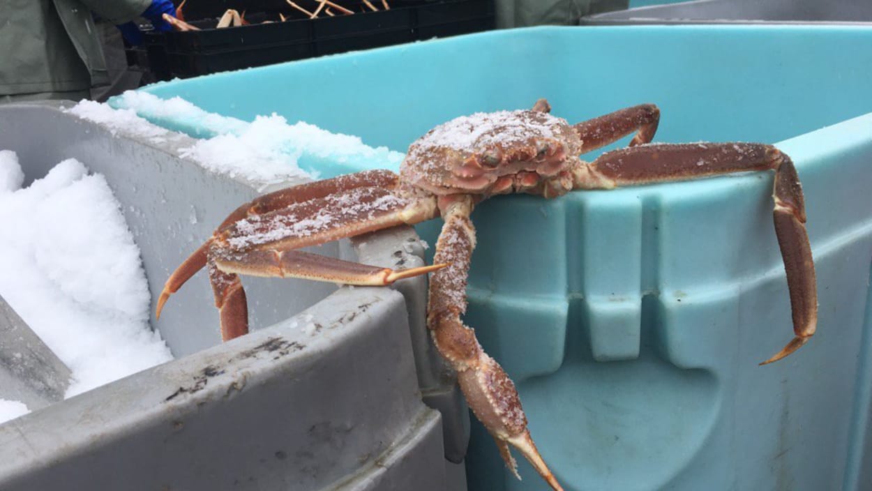Des groupes américains veulent faire cesser les importations de crabes des neiges canadiens