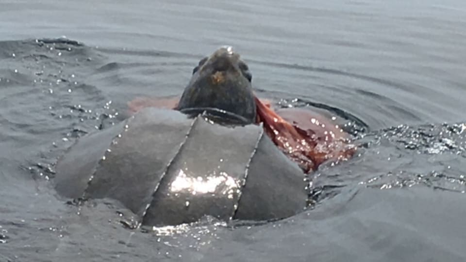 Un groupe imposant de tortues luths vu dans le golfe du Saint-Laurent