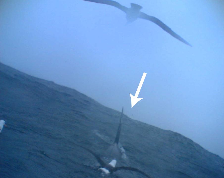 Albatrosses_associating_with_killer_whales